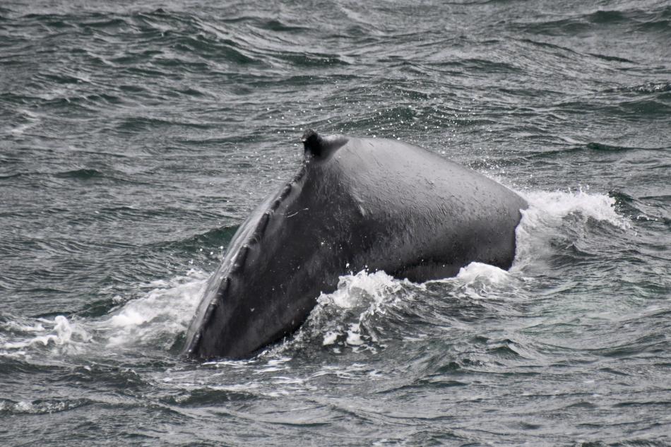 humpback whale