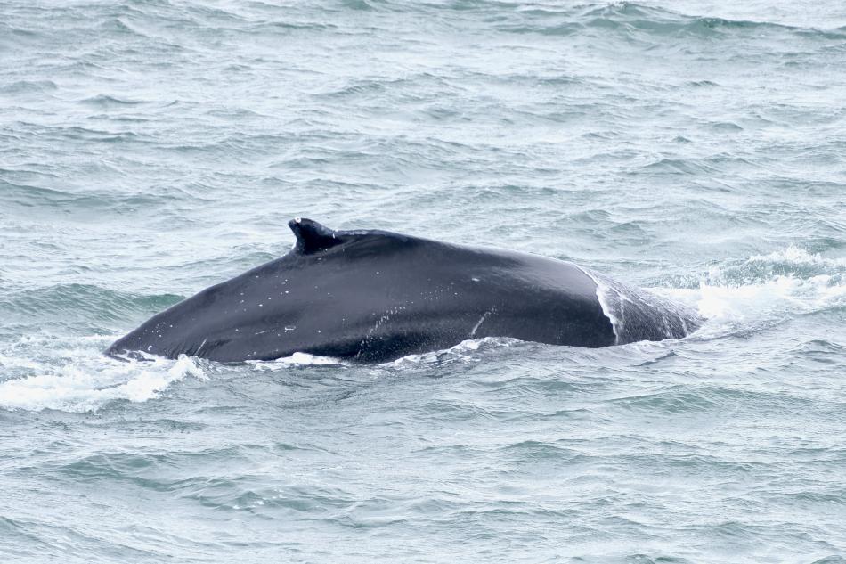 humpback whale dorsal fin