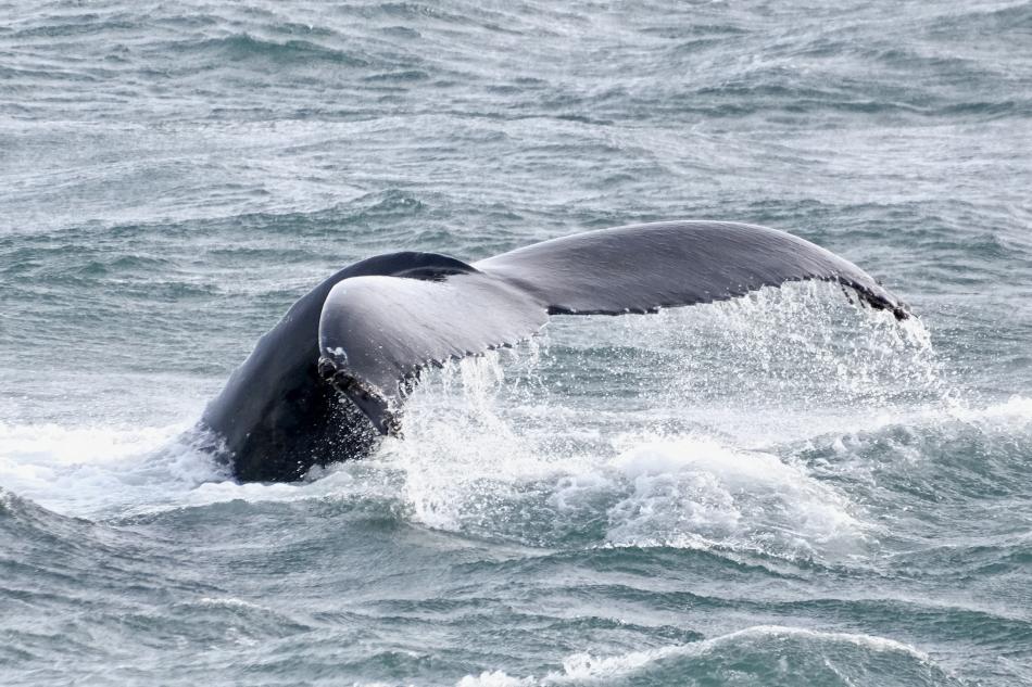 humpback whale fluke