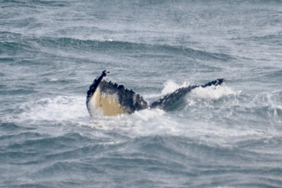 humpback whale fluke