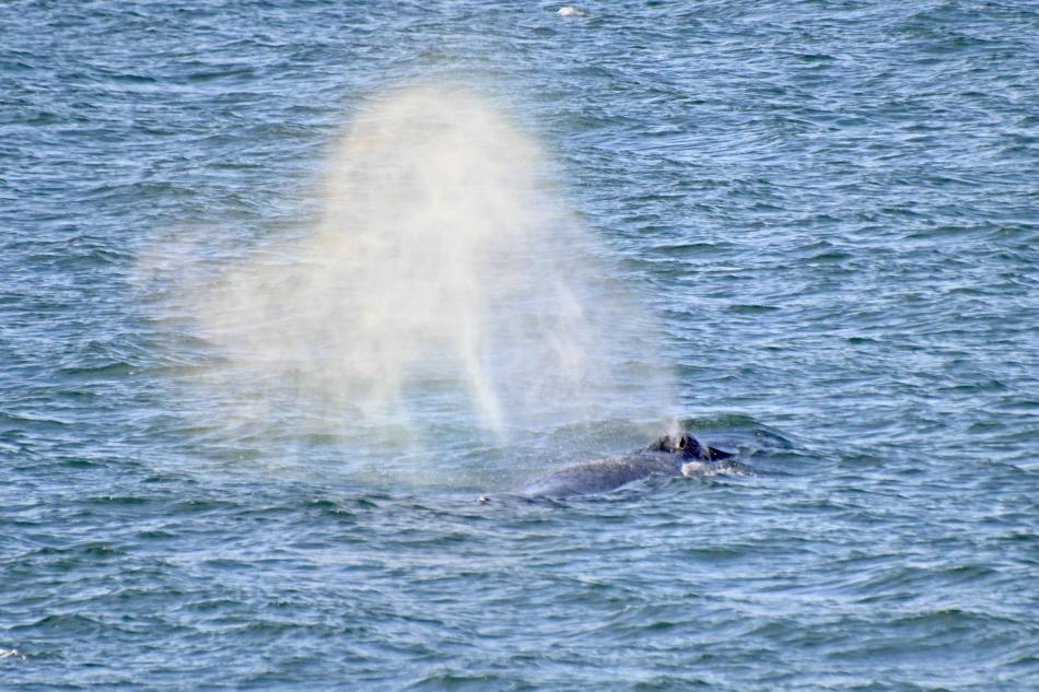 humpback whale