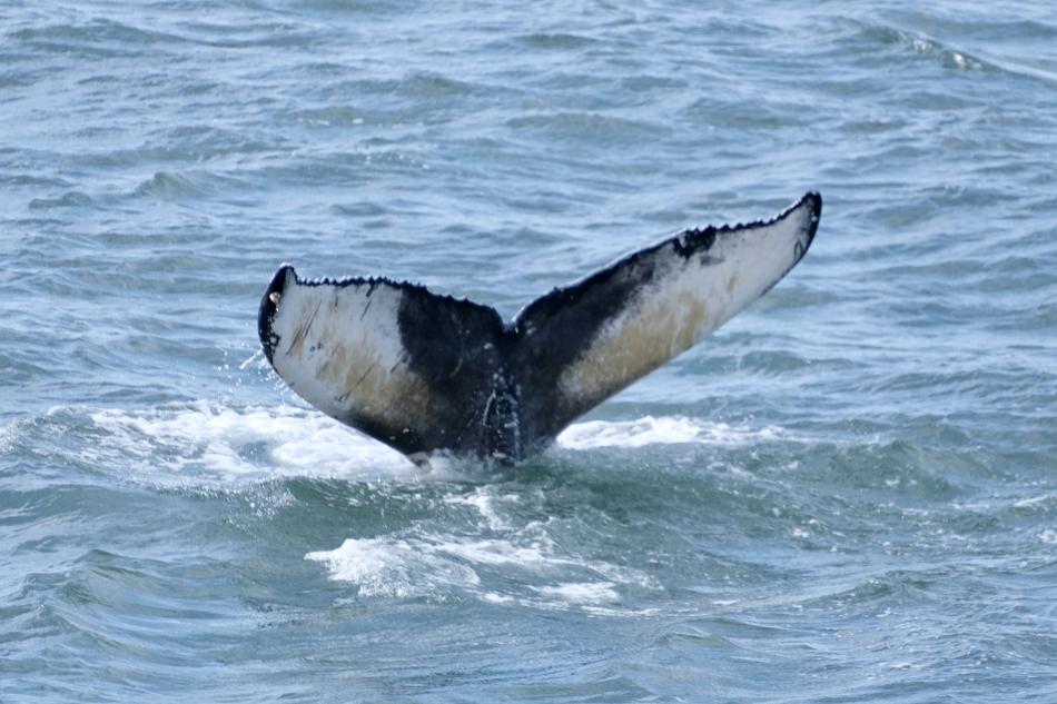 humpback whale fluke