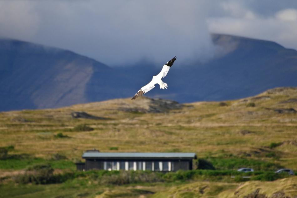 northern gannet flying