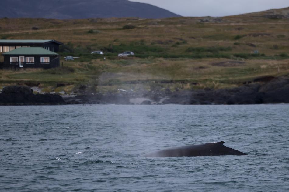 humpback whale close to land