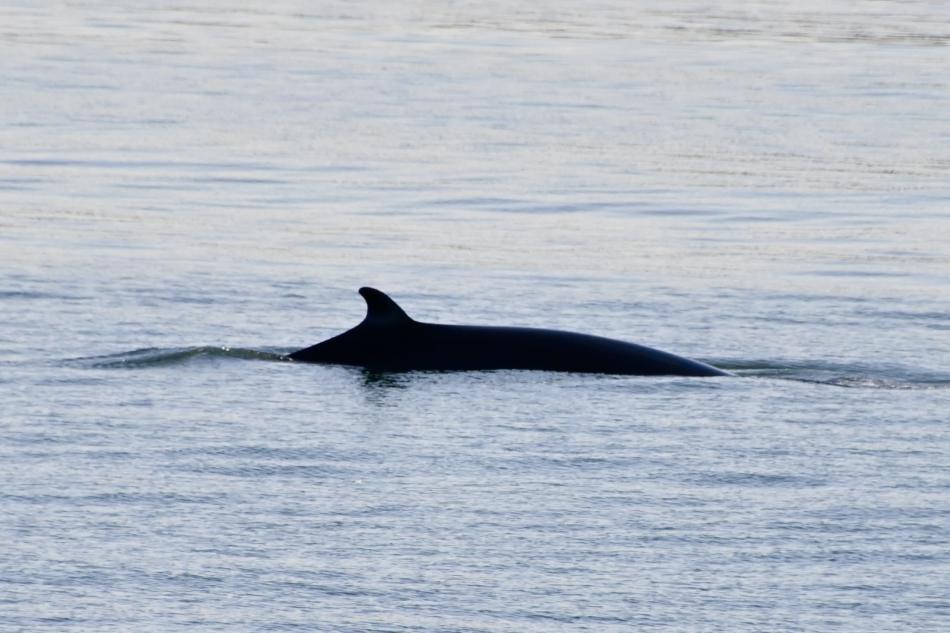 minke whale