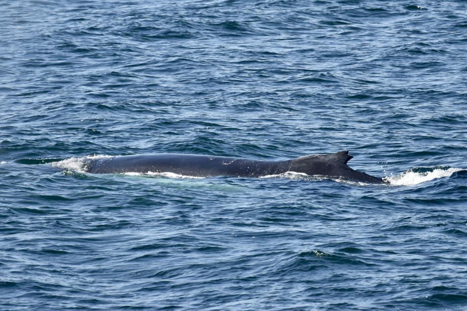 humpback whale