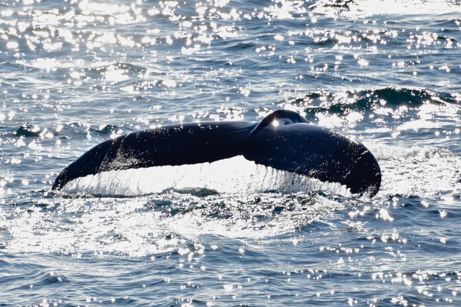 humpback whale fluke