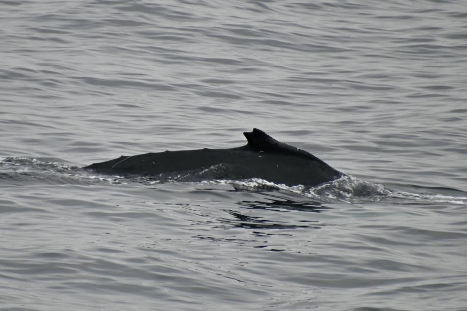 humpback whale