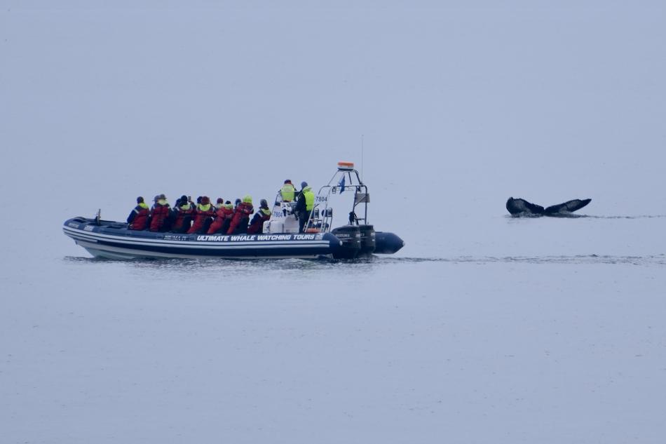 humpback whale in front of rib boat and passengers