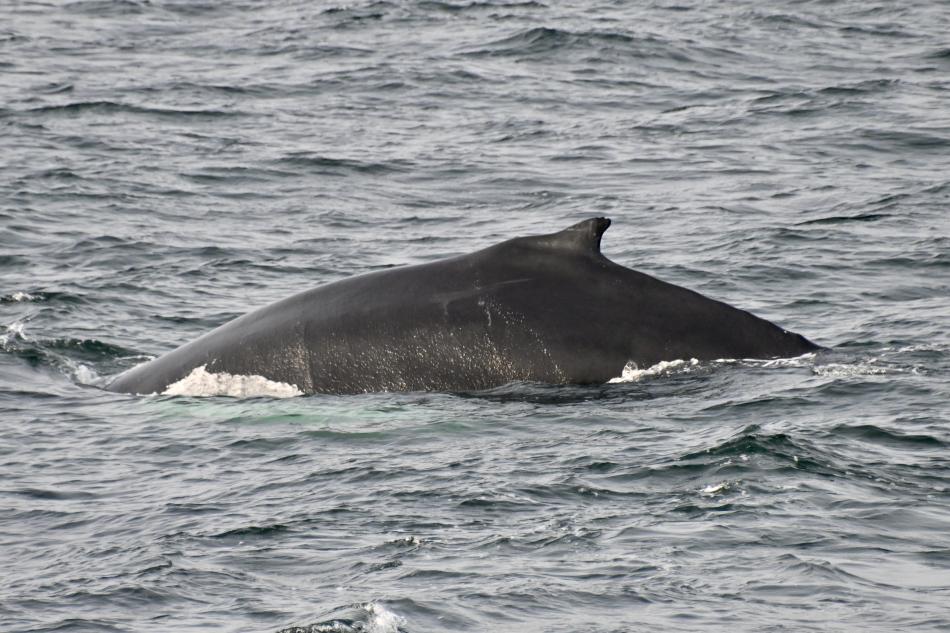 humpback whale dorsal fin