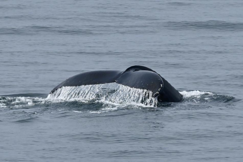 humpback whale fluke