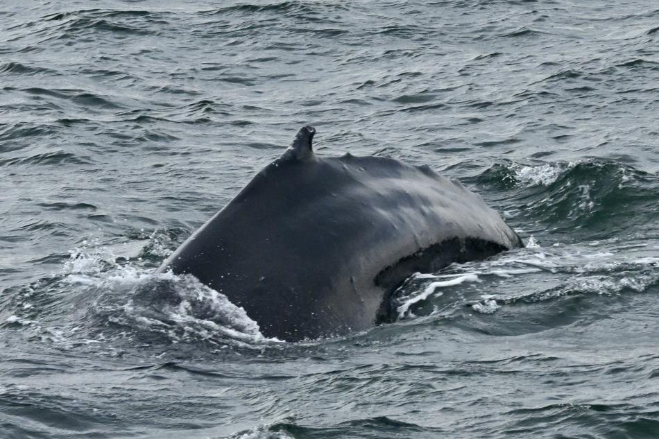 humpback whale dorsal fin