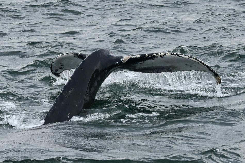 humpback whale fluke