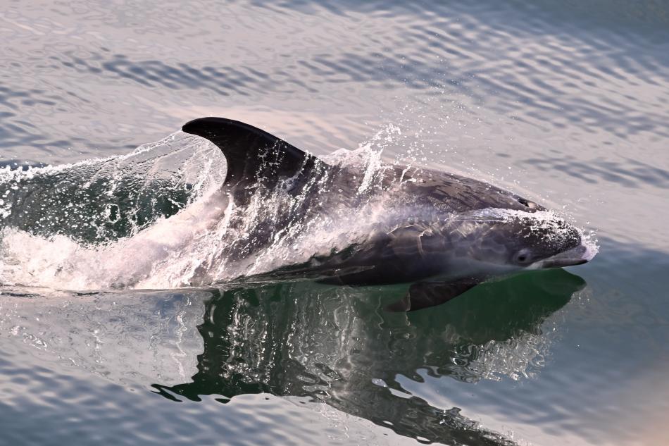 white-beaked dolphin