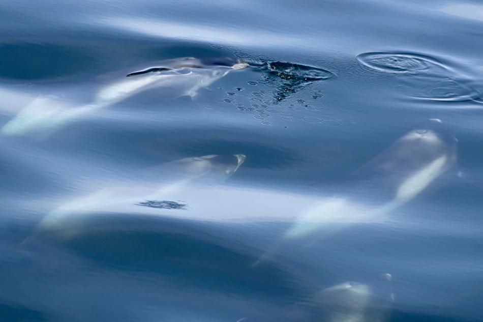 white-beaked dolphins under water