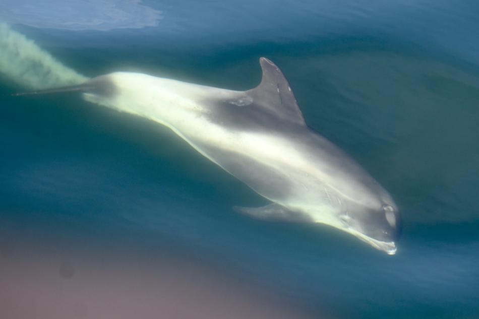 white-beaked dolphin