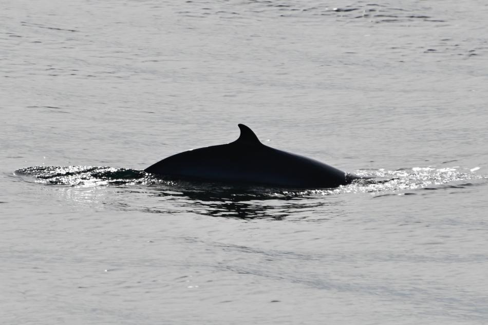 minke whale