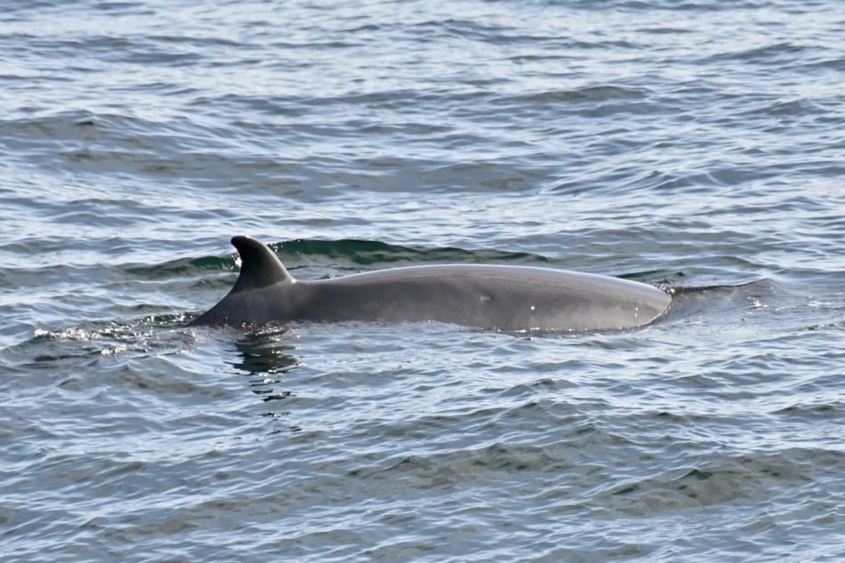 minke whale