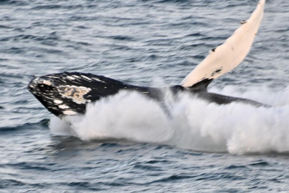 humpback whale breaching