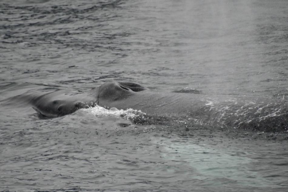 humpback whale