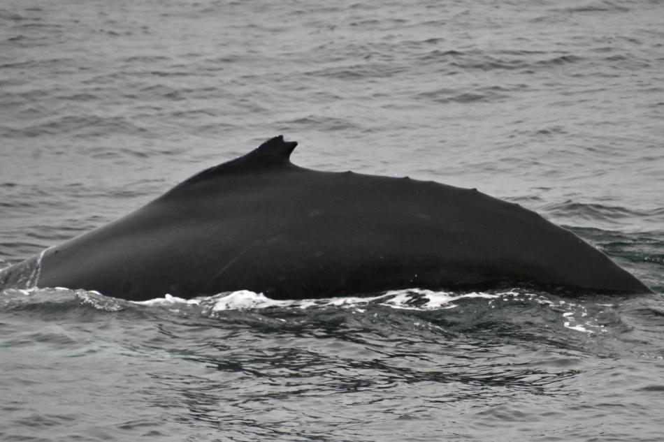 humpback whale dorsal fin