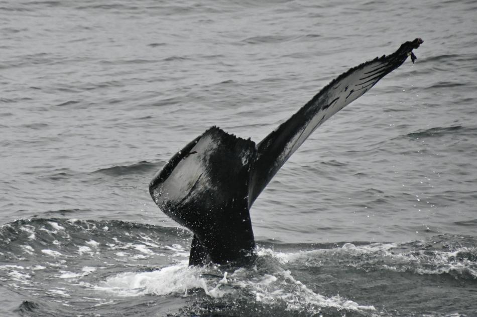 humpback whale fluke