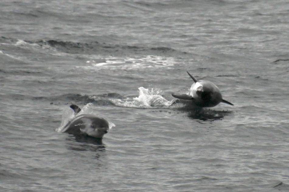 white-beaked dolphins