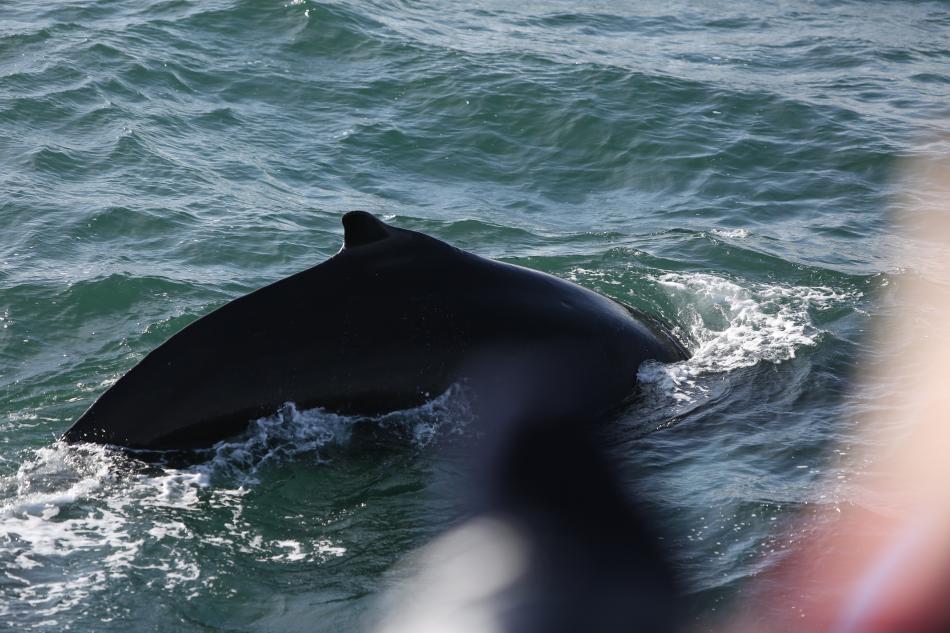 humpback whale dorsal fin