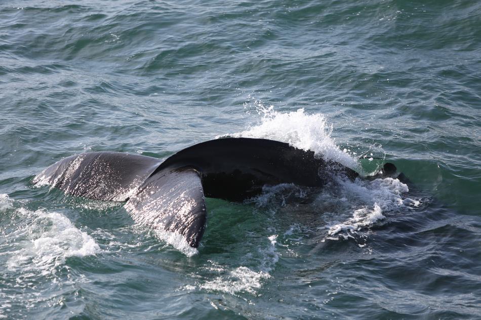 humpback whale fluke