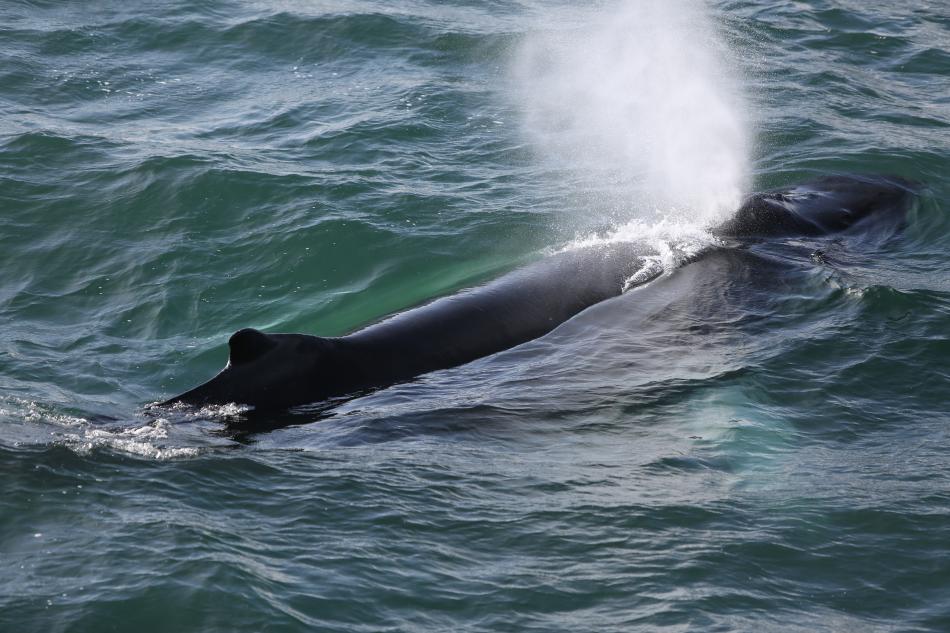 humpback whale