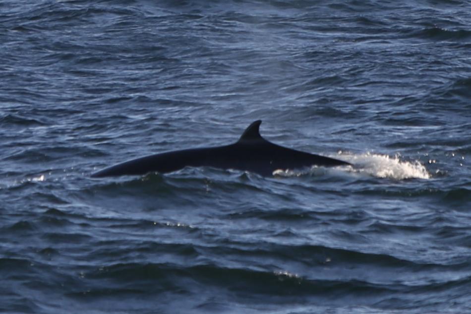 minke whale