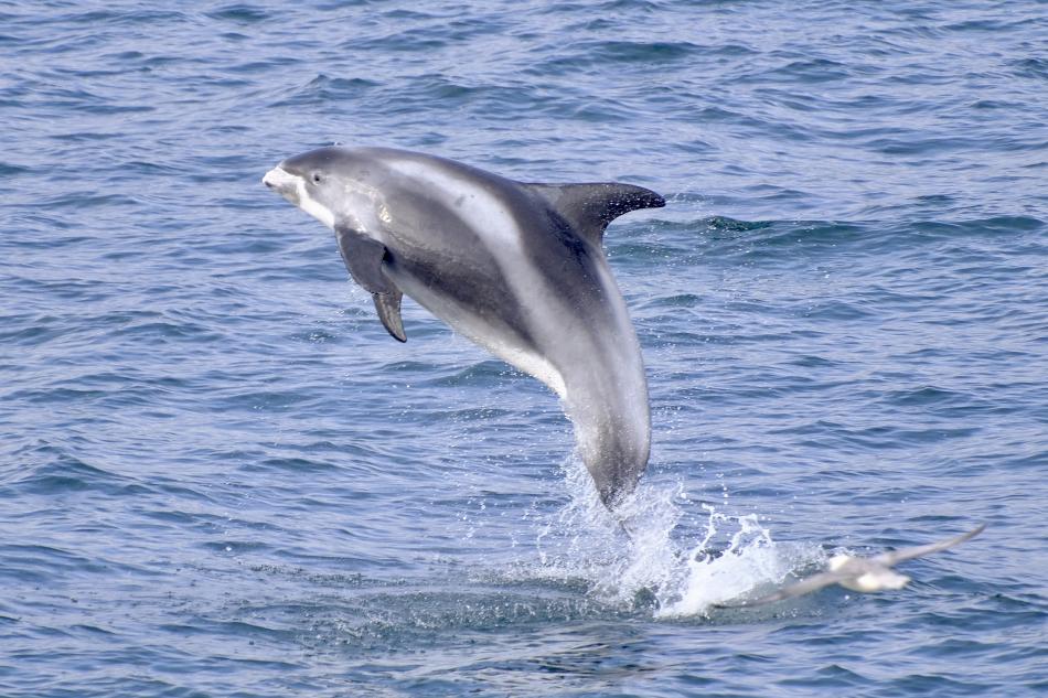 white-beaked dolphin
