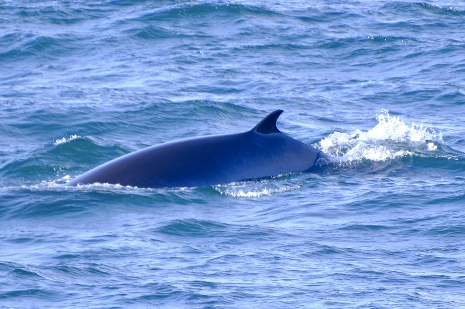 minke whale