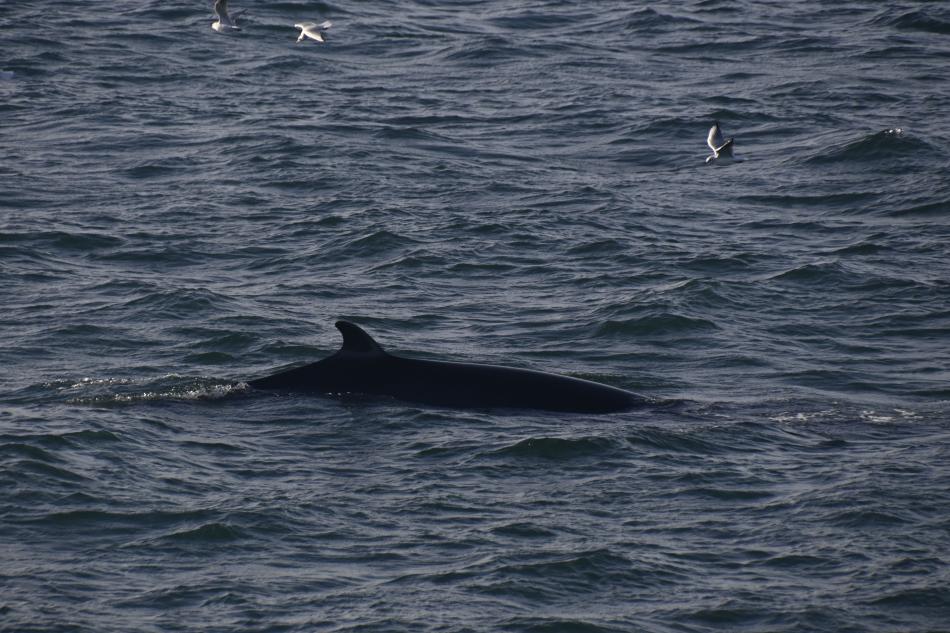 minke whale