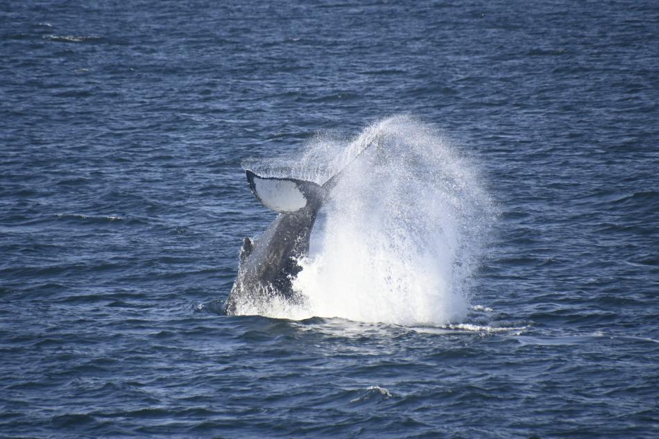 humpback whale peduncle throw