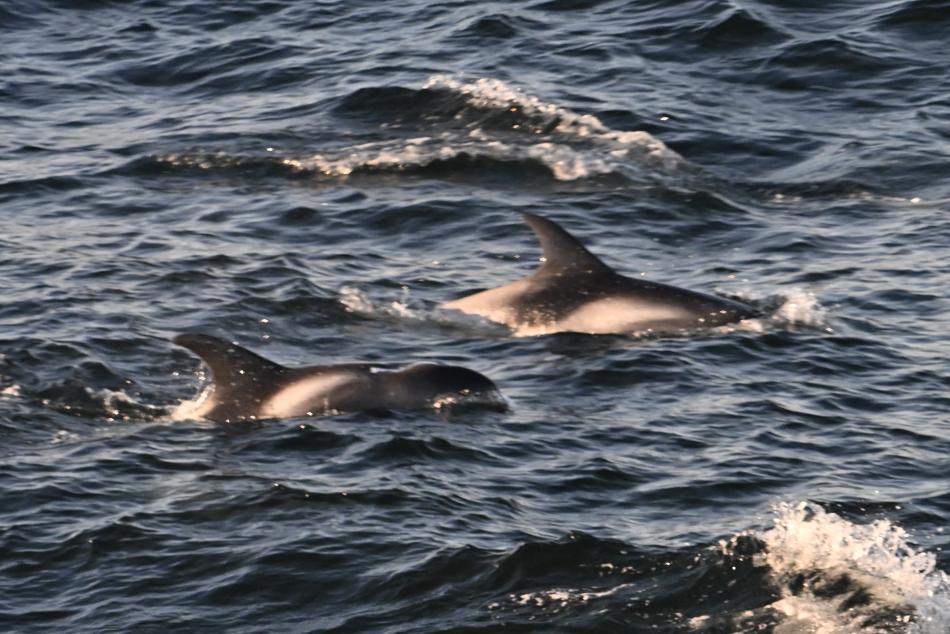 white-beaked dolphins