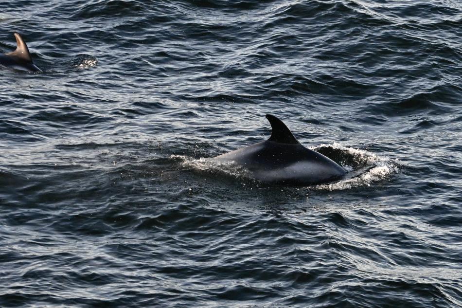 white-beaked dolphins