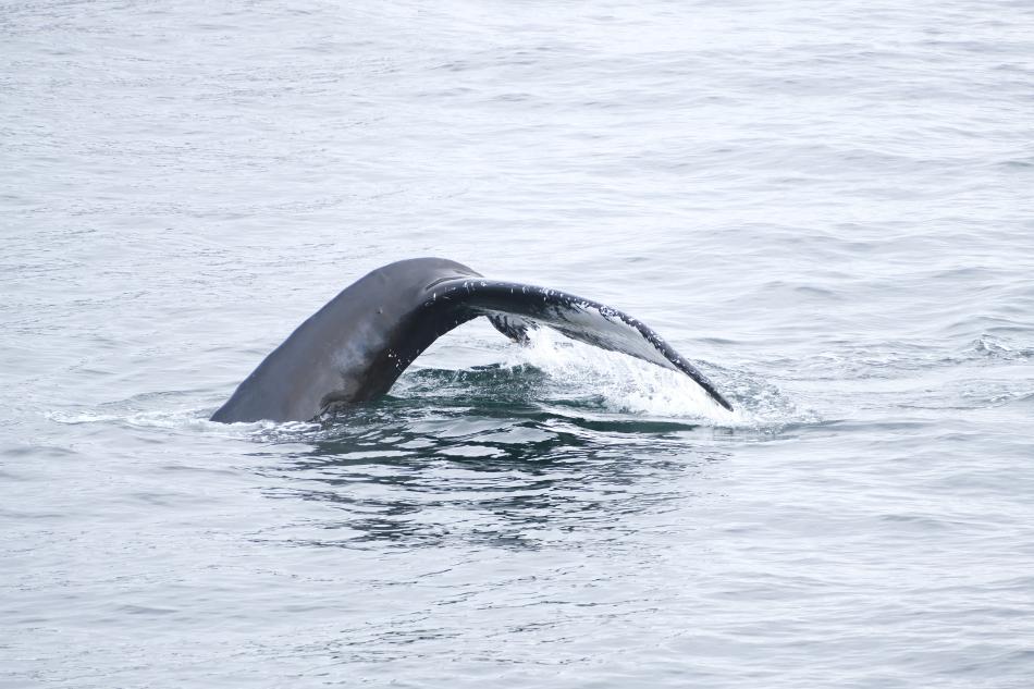 humpback whale fluke