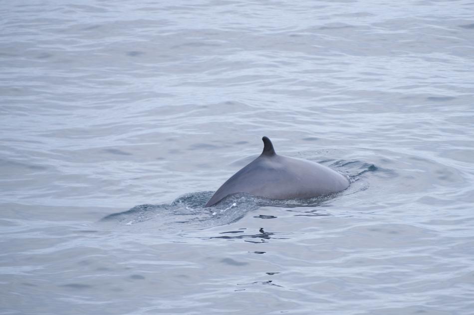 minke whale dorsal fin