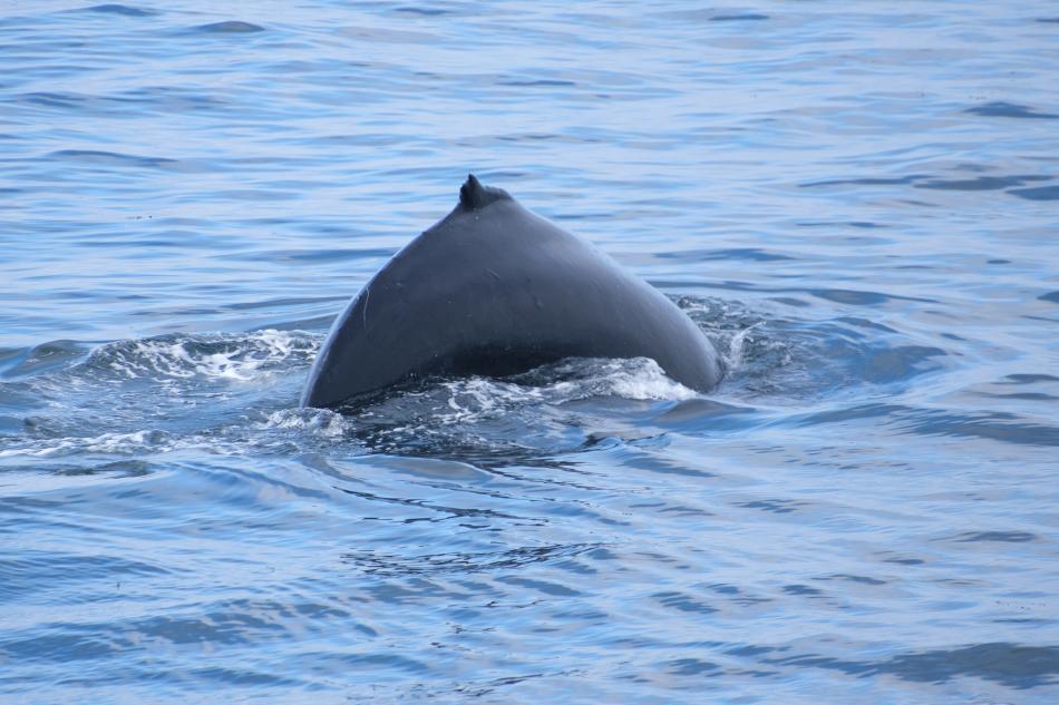humpback whale dorsal fin