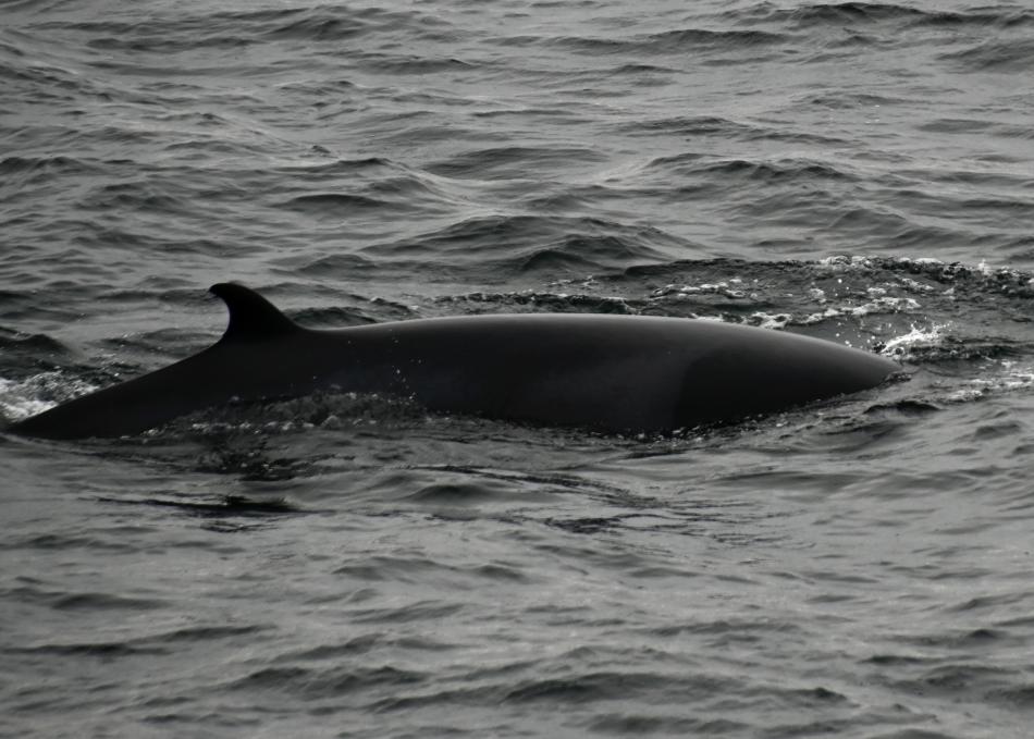 minke whale
