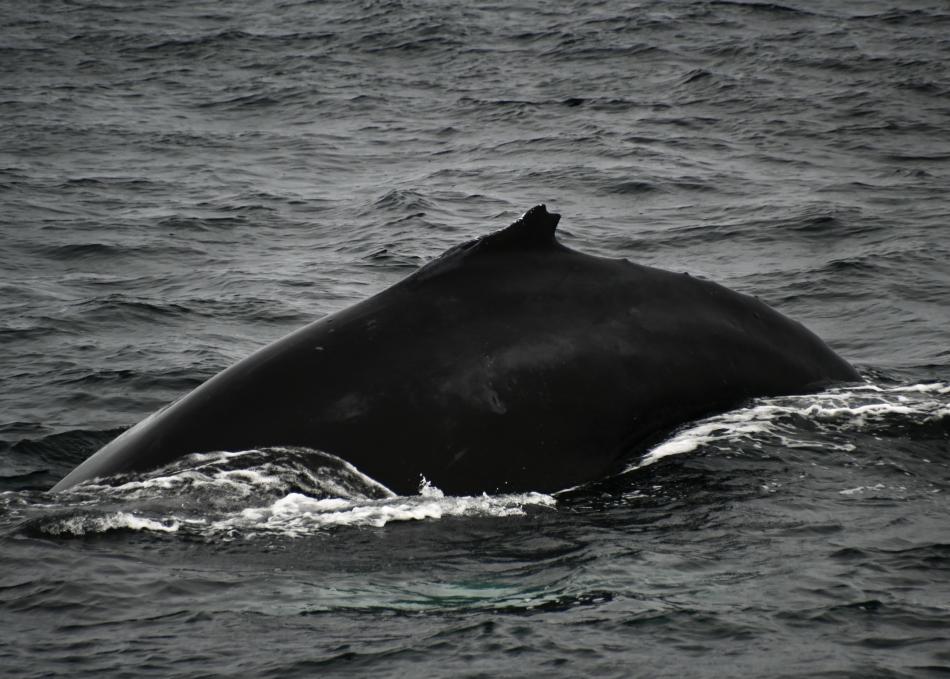 humpback whale