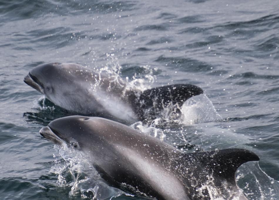 white-beaked dolphins