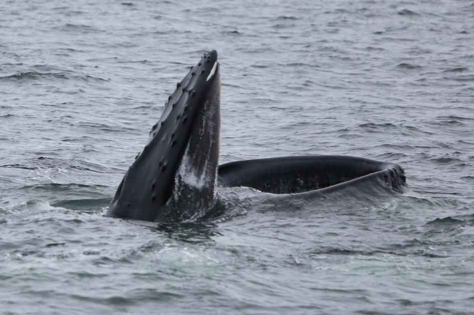 lunge feeding whale