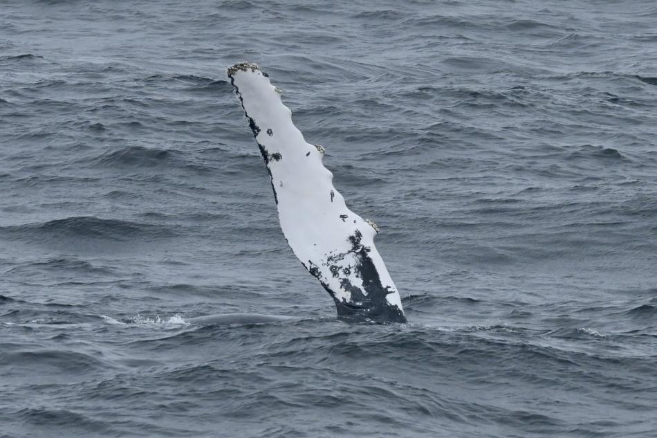 humpback whale pectoral fin