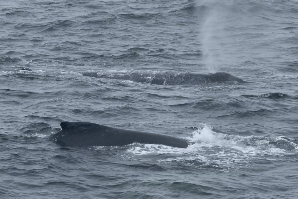 humpback whales