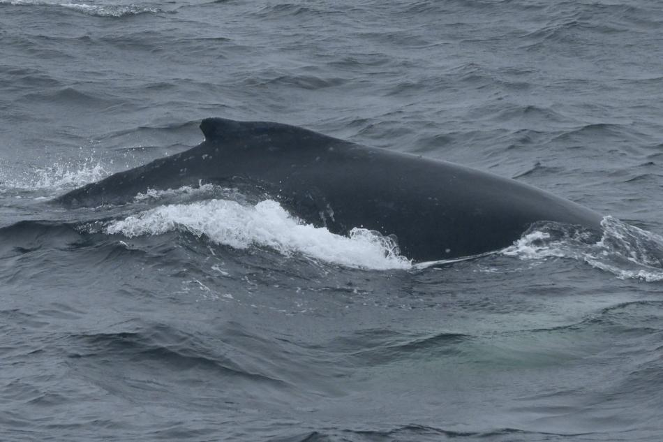 humpback whale dorsal fin