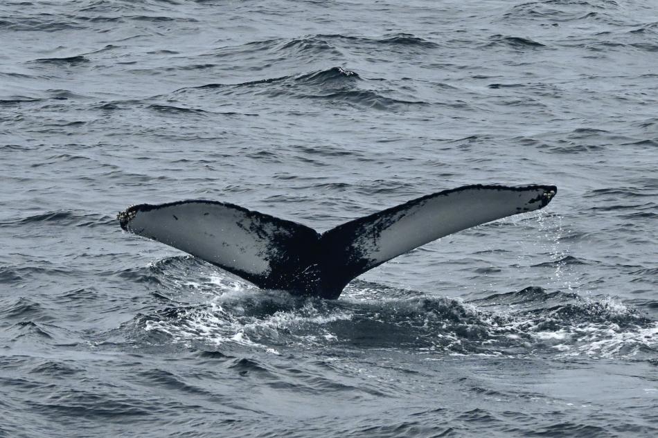 humpback whale fluke