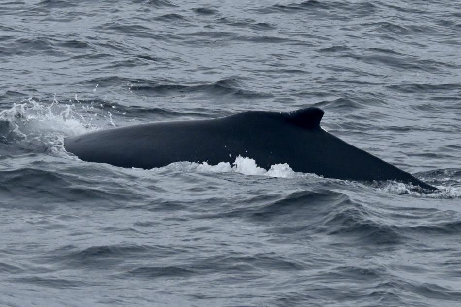 humpback whale dorsal fin