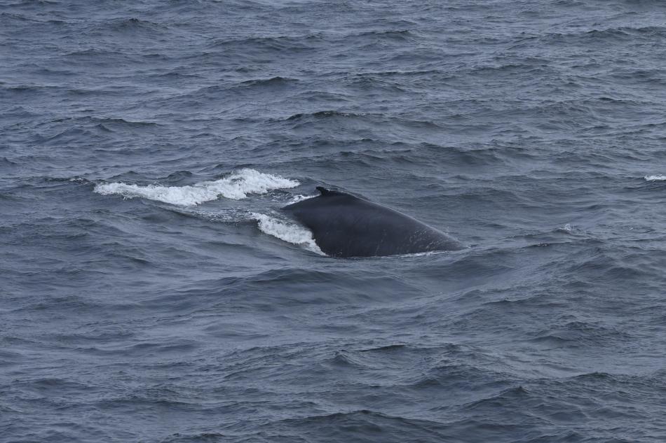 humpback whale dorsal fin